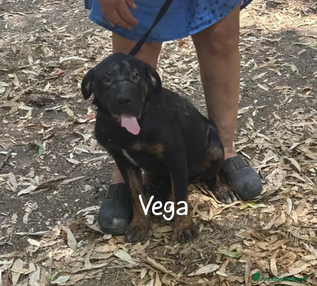 Meticcio cani in regalo: Vega cucciola cerca casa mix rottweiler corso - Annuncio 3