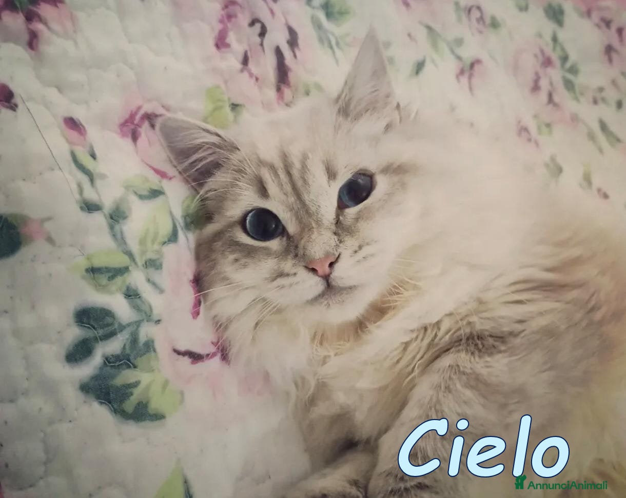 Europeo gatti 𝘓𝘢 𝘥𝘰𝘭𝘤𝘦 𝘊𝘪𝘦𝘭𝘰 𝘤𝘦𝘳𝘤𝘢 𝘤𝘢𝘴𝘢 - Annuncio 3