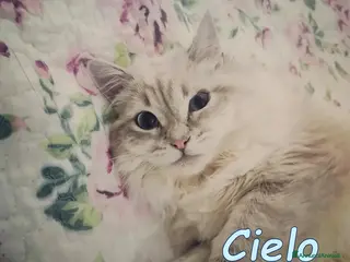 Europeo gatti 𝘓𝘢 𝘥𝘰𝘭𝘤𝘦 𝘊𝘪𝘦𝘭𝘰 𝘤𝘦𝘳𝘤𝘢 𝘤𝘢𝘴𝘢 - Annuncio 9