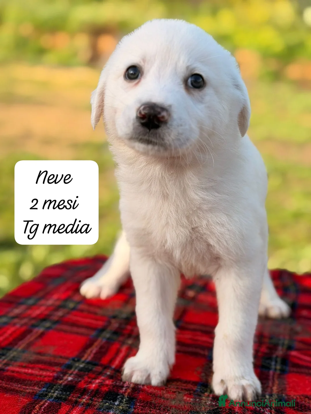 Meticcio cani in regalo: Tanti bellissimi cuccioli da salvare  - Annuncio 12