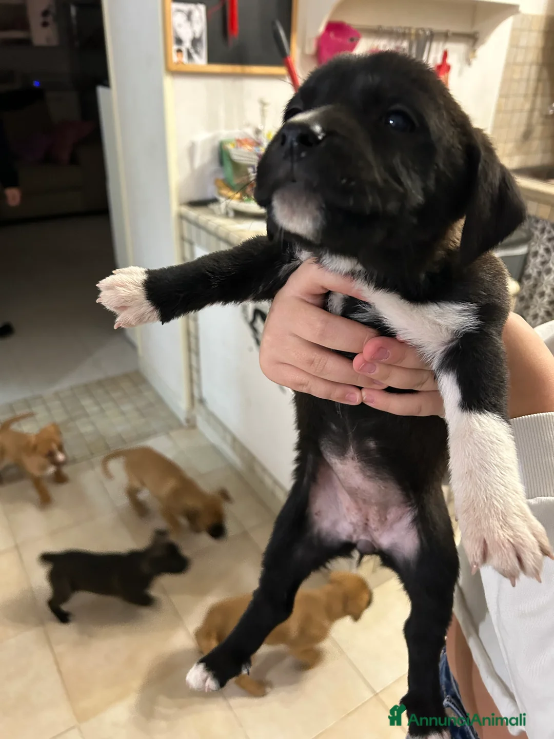 Meticcio cani in regalo: Cuccioli cane - Annuncio 1