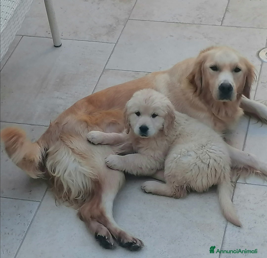 Golden Retriever cani Cuccioli di Golden Retriever con Pedegree ENCI  - Annuncio 2