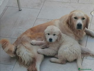 Golden Retriever cani Cuccioli di Golden Retriever con Pedegree ENCI - Annuncio 1