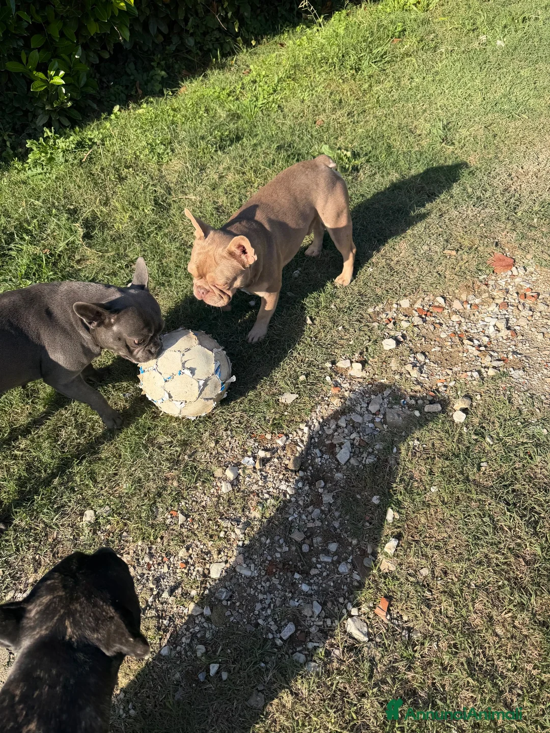Bulldog Francese cani in vendita: Bulldog francese esotico - Annuncio 2