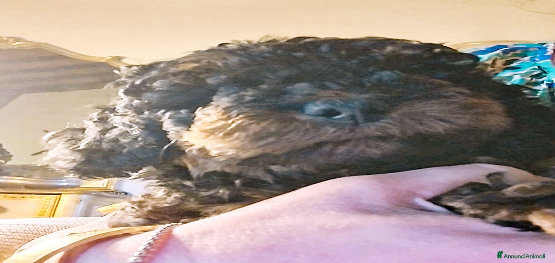 Immagine della galleria {{count}}