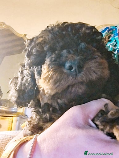 Immagine della galleria {{count}}