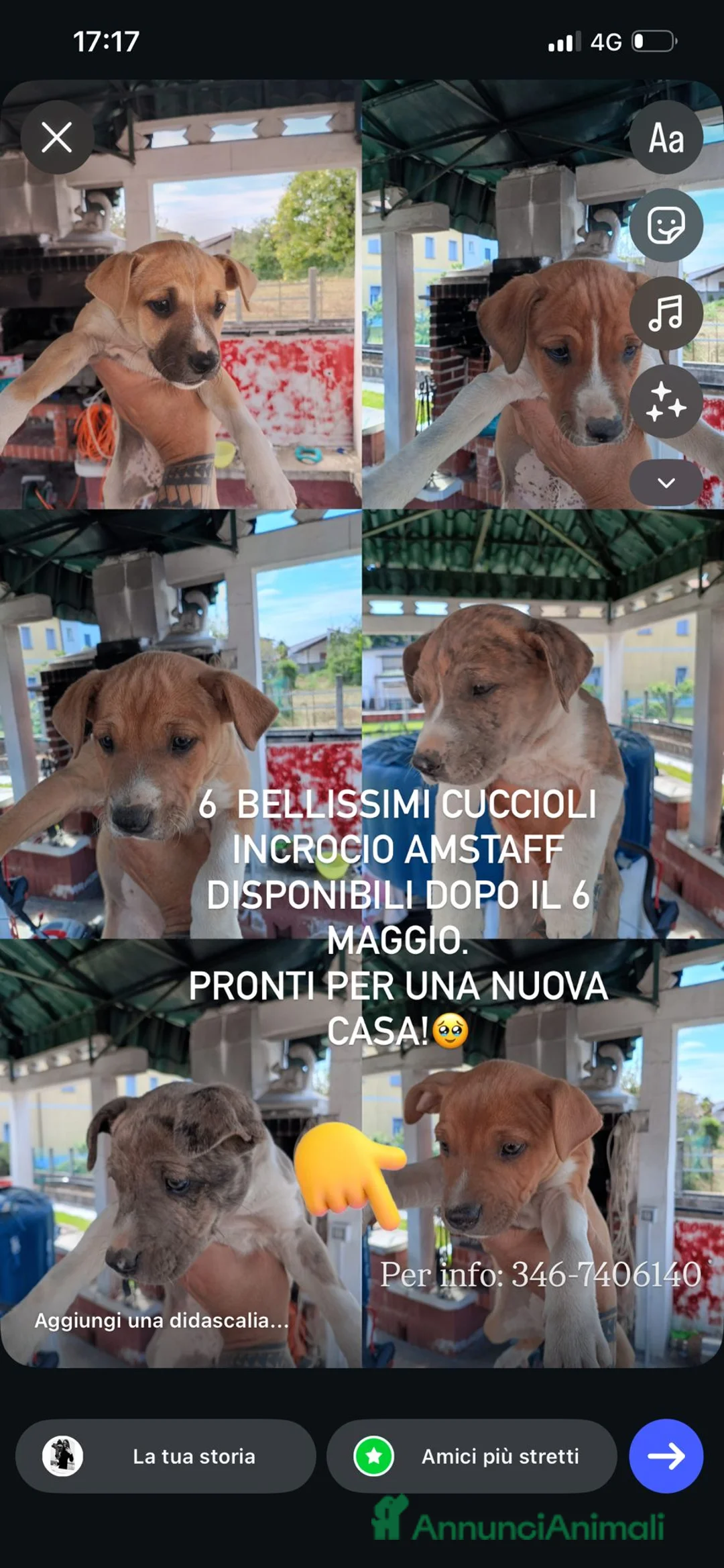 Meticcio cani in vendita: Cuccioli incrocio Amstaff  - Annuncio 1