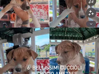 Meticcio cani Cuccioli incrocio Amstaff - Annuncio 5