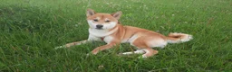 Shiba Inu cani in regalo: REGALO questo SHBA INU - Annuncio 3