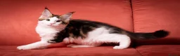 Maine Coon gatti in vendita: Mainemarie Quart - Annuncio 8
