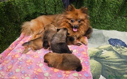 Spitz cani in vendita: Spitz pomerania a Città metropolitana di Roma Capitale - Immagine 4