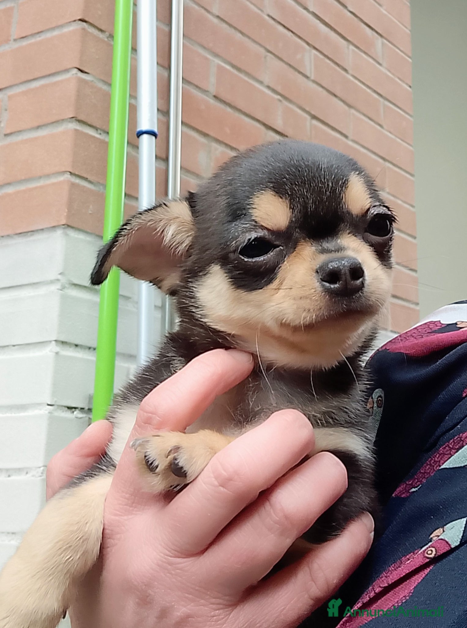Chihuahua cani Chihuahua pedigree ENCI  - Annuncio 8