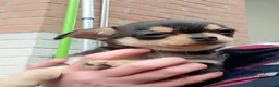 Chihuahua cani in vendita: Chihuahua pedigree ENCI  - Annuncio 7