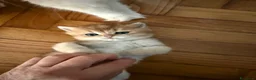 British gatti in vendita: British maschi  - Annuncio 8