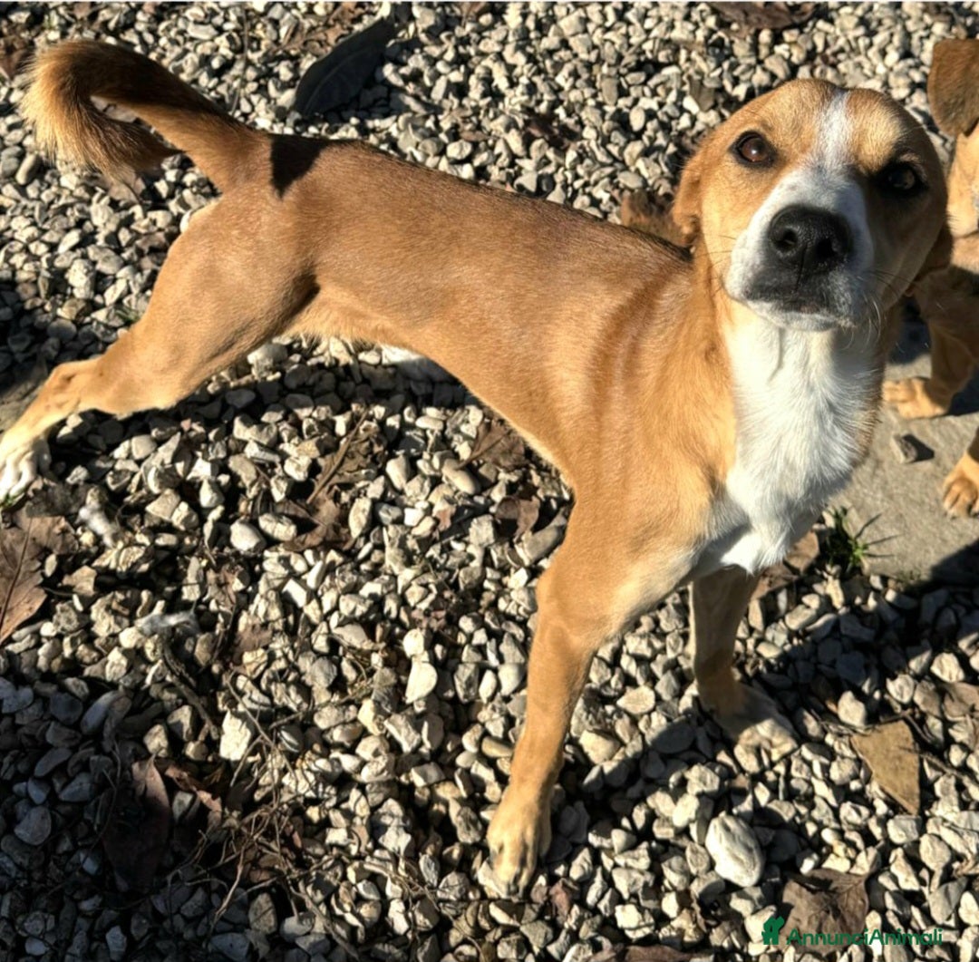 Meticcio cani in regalo: Anacleto 7 mesi taglia piccola  - Annuncio 1