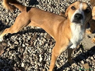 Meticcio cani Anacleto 7 mesi taglia piccola - Annuncio 4