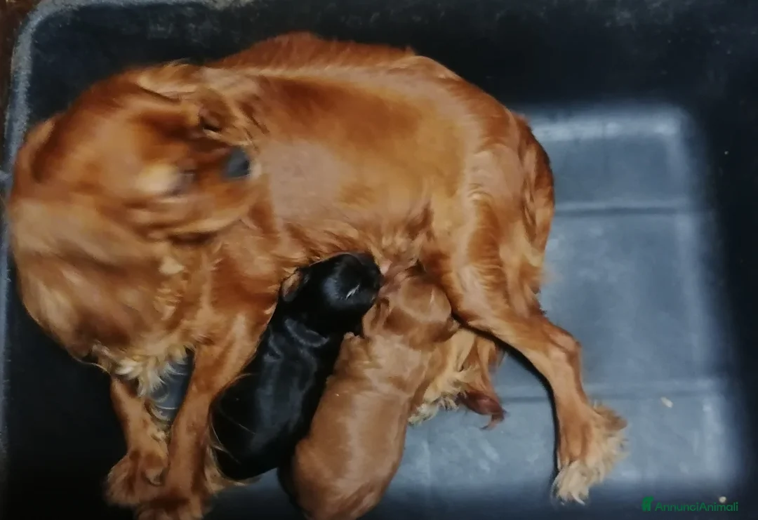 Cavapoo cani in vendita: Cavapoo cucciola femmina - Annuncio 7