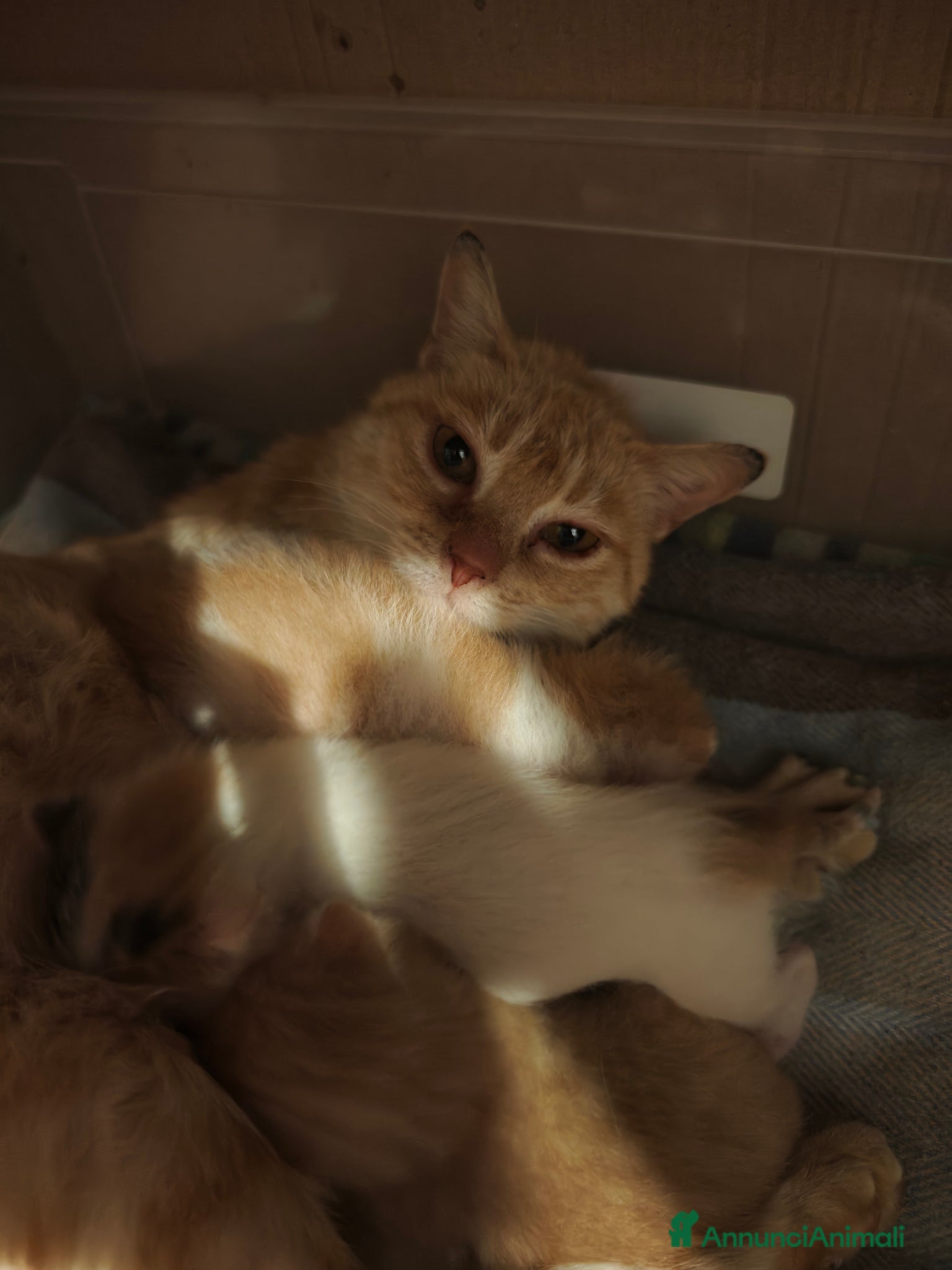 Meticcio gatti Freija and baby - Annuncio 1