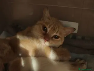 Meticcio gatti Freija and baby - Annuncio 1