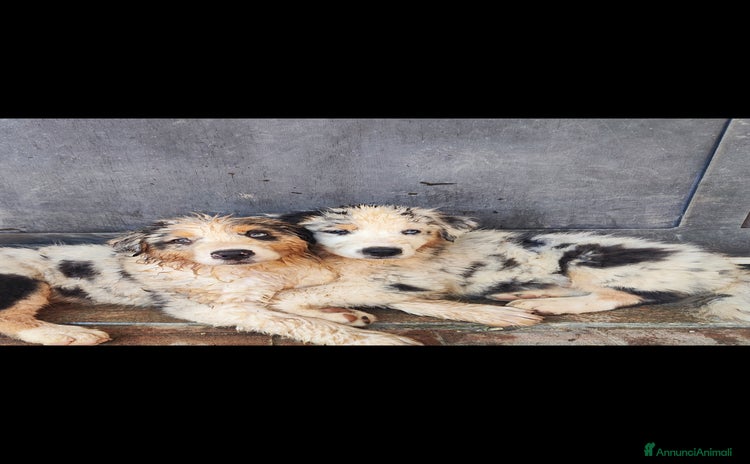 Australian Shepherd cani a Provincia di Savona - Annuncio 9