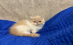 Exotic Shorthair gatti in vendita: Gattini exotic e persiani con pedigree a Provincia di Cuneo - Immagine 3