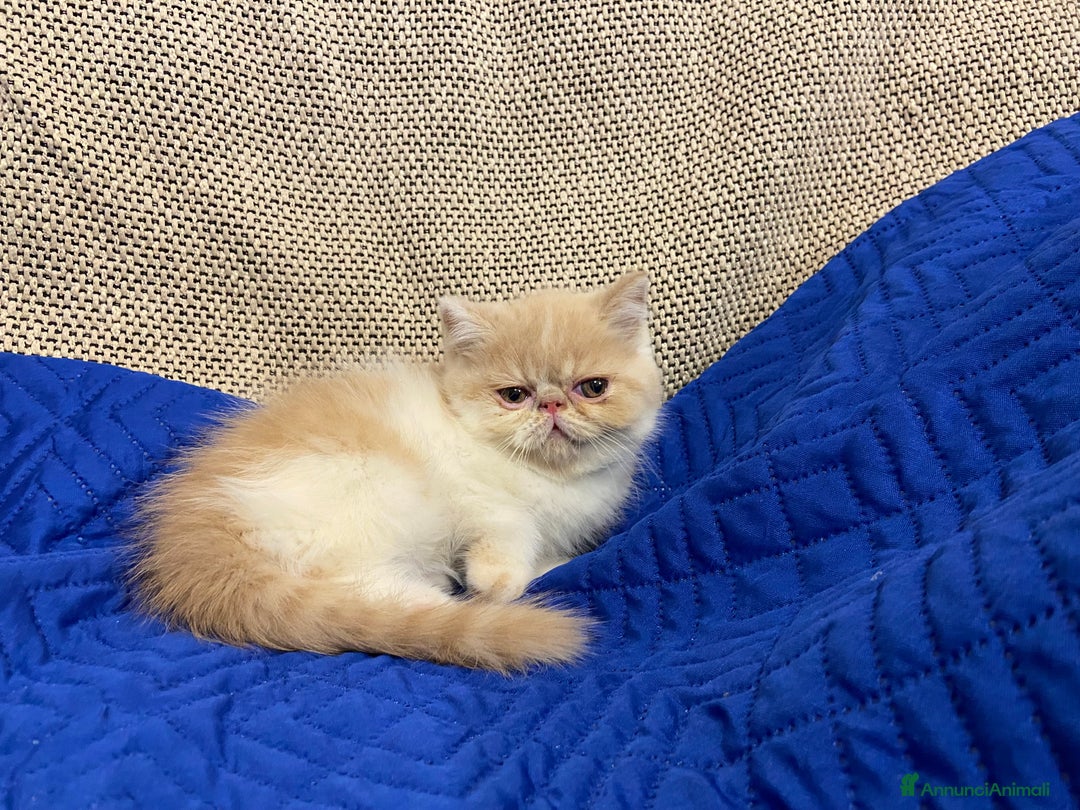 Exotic Shorthair gatti in vendita: Gattini exotic e persiani con pedigree a Provincia di Cuneo - Immagine 3
