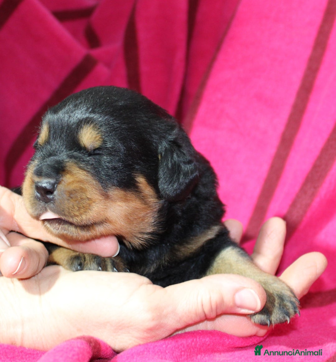 Rottweiler cani in vendita: Rottweiler cuccioli con Pedigree - Annuncio 2