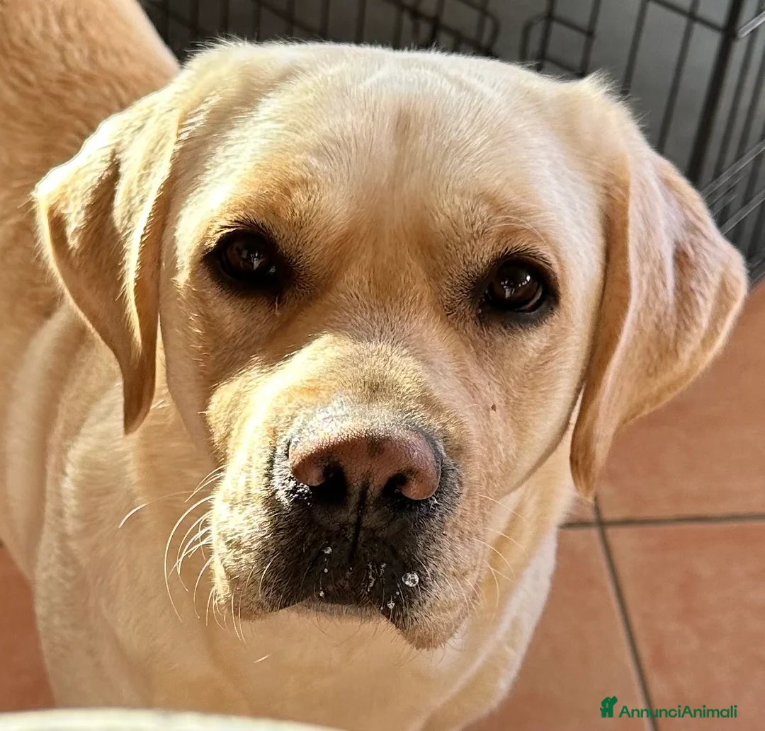 Labrador cani in vendita: Disponibili cuccioli Labrador di alta genealogia - Annuncio 5