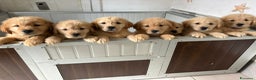 Golden Retriever cani in vendita: Golden Retriever - Americani 100% - Annuncio 4