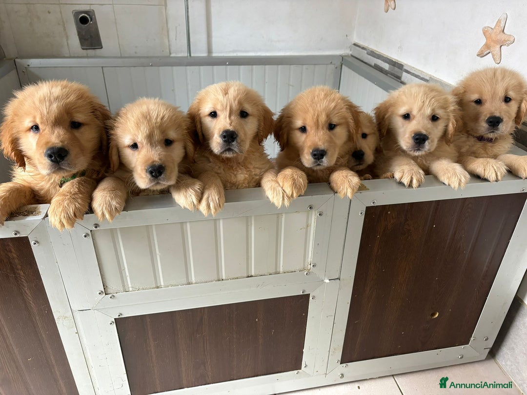Golden Retriever cani in vendita: Golden Retriever - Americani 100% - Annuncio 4