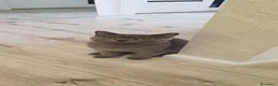 Scottish gatti in vendita: British Scottsh  - Annuncio 10