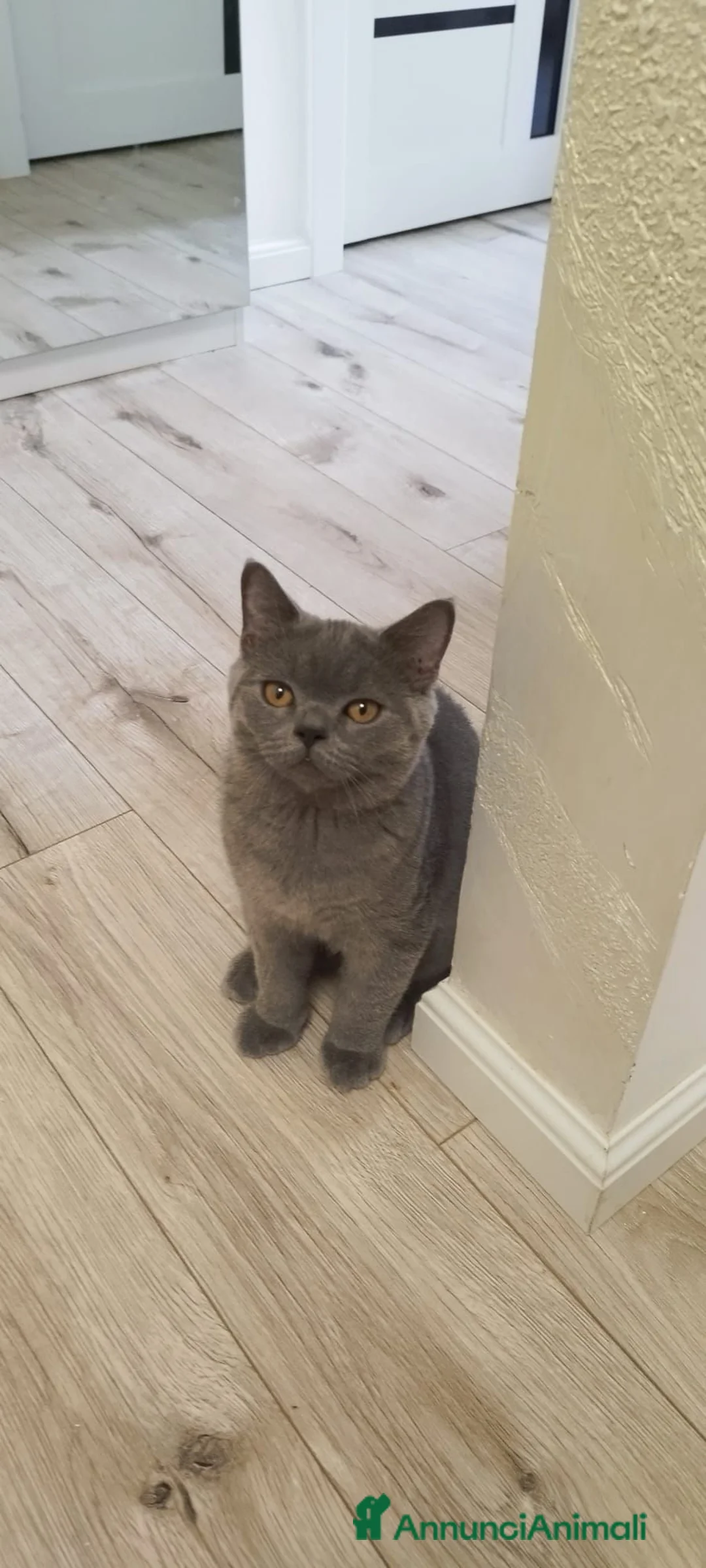 Scottish gatti in vendita: British Scottsh  - Annuncio 10