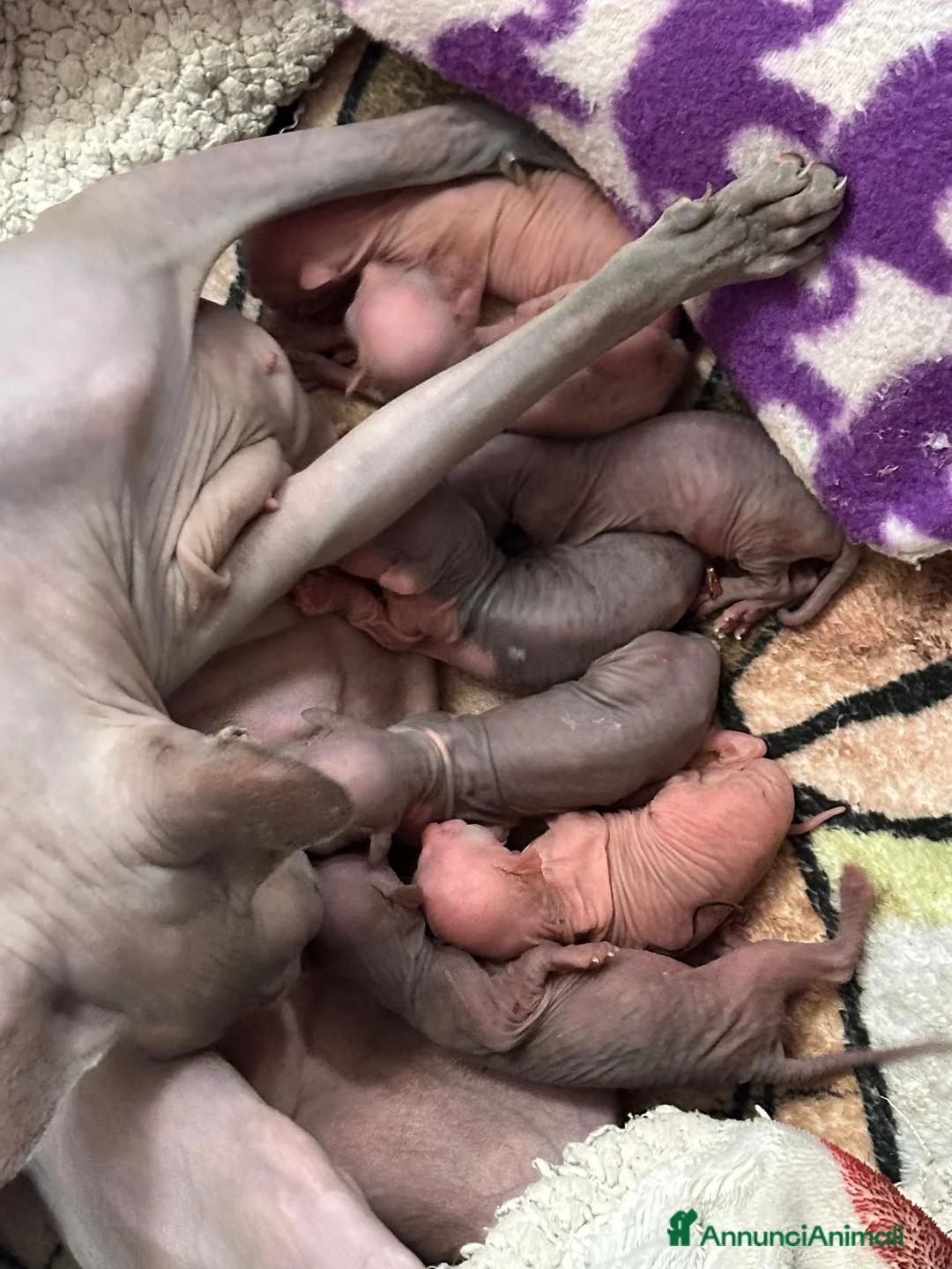 Sphynx gatti in vendita: Sphynx gatto nudo - Annuncio 1