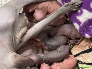 Sphynx gatti Sphynx gatto nudo - Annuncio 18