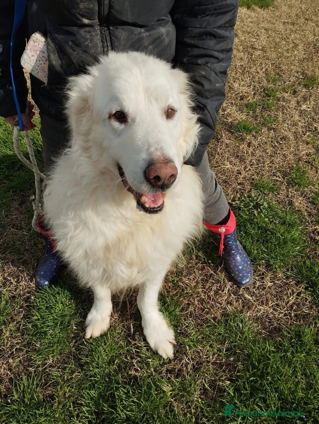 Pastore Maremmano cani in regalo: BATUFFOLOSO RUSSELL a Provincia di Latina - Annuncio 4