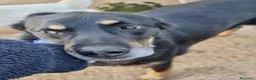 Meticcio cani in regalo: 17 chili, 7 anni, aspetto qualcuno da amare  - Annuncio 10