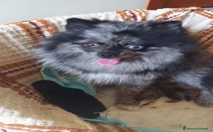 Volpino Pomerania cani CUCCIOLA DI POMERANIA  - Annuncio 1