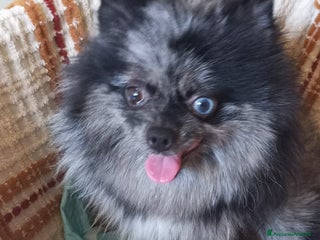 Volpino Pomerania cani CUCCIOLA DI POMERANIA - Annuncio 2