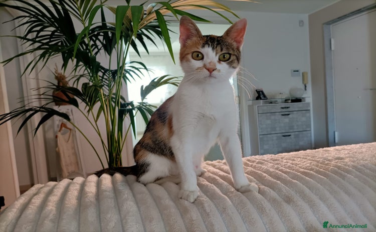 Altre razze gatti a Metropolitan City of Genoa - Annuncio 19