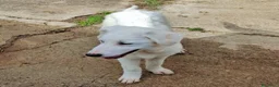 Meticcio cani in regalo: PROVOLA 🩷 QUEL SORRISO CERCA CASA a Provincia di Savona - Annuncio 3
