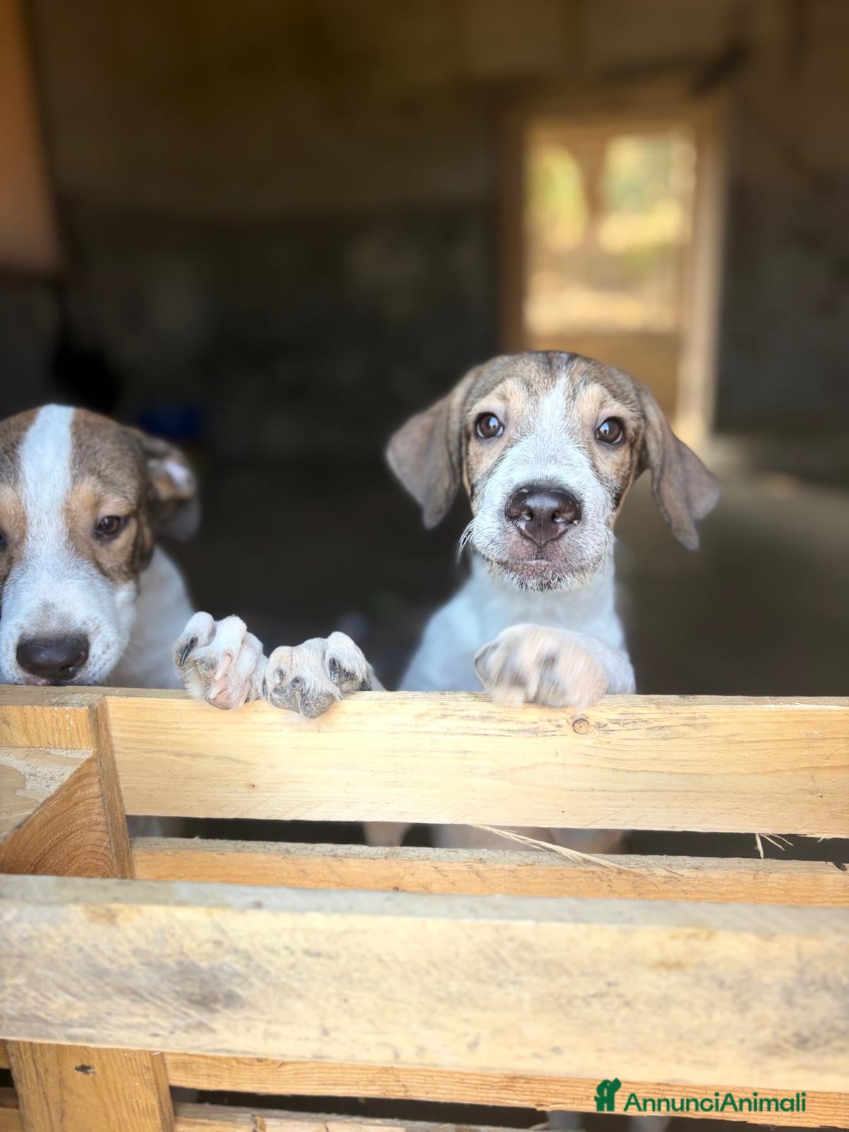 Meticcio cani in regalo: Leon e Byron 4mesi e 1/2 tg media SOS SIRACUSA - Annuncio 4