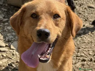 Meticcio cani LENNY, cucciolone DOLCISSIMO chiuso in canile! - Annuncio 2