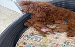 Barboncino Toy cani in vendita: Barboncino Toy - Immagine 6