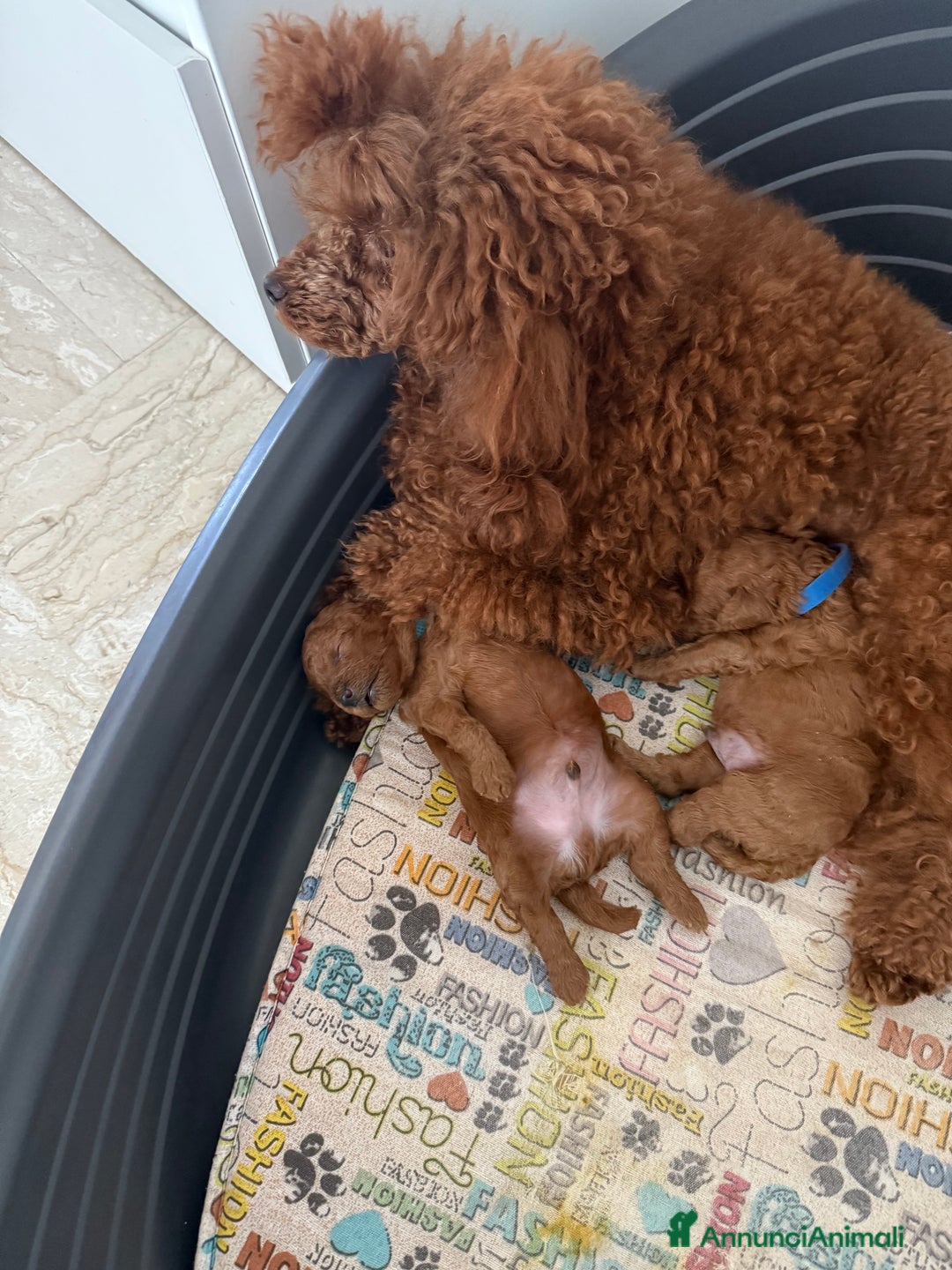 Barboncino Toy cani in vendita: Barboncino Toy - Immagine 6