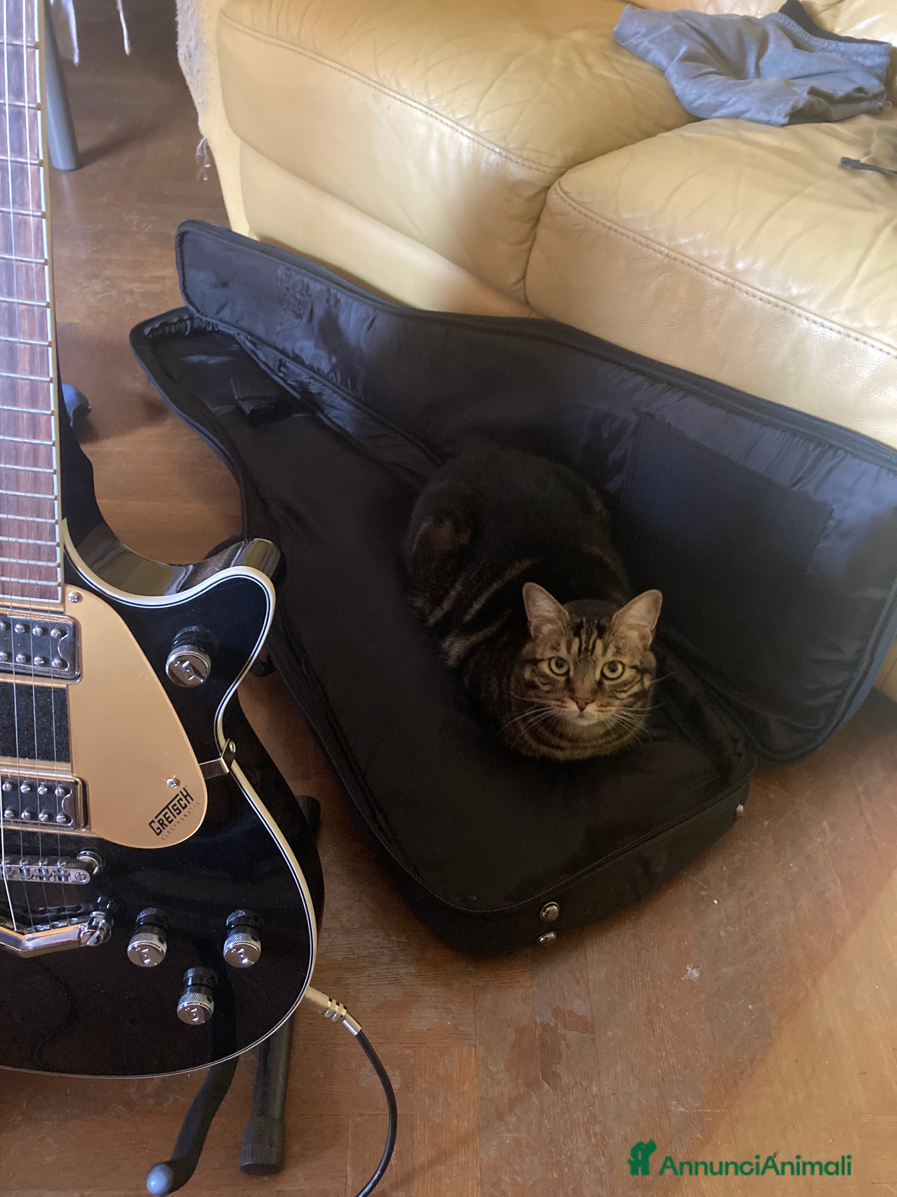 Europeo gatti Gatto maschio adulto (sterilizzato) - Annuncio 1