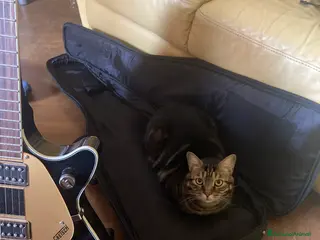 Europeo gatti Gatto maschio adulto (sterilizzato) - Annuncio 4