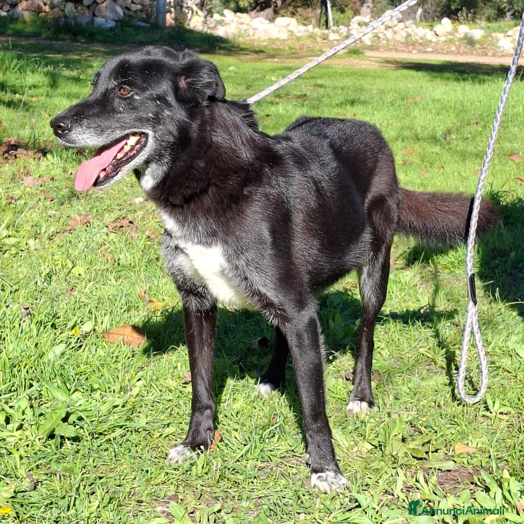 Meticcio cani in regalo: Crik&Crok Cerca Famiglia. Info Monica 3890238584 - Annuncio 4