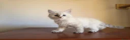 Siberiano gatti in vendita: Cuccioli Neva Masquerade - Annuncio 2