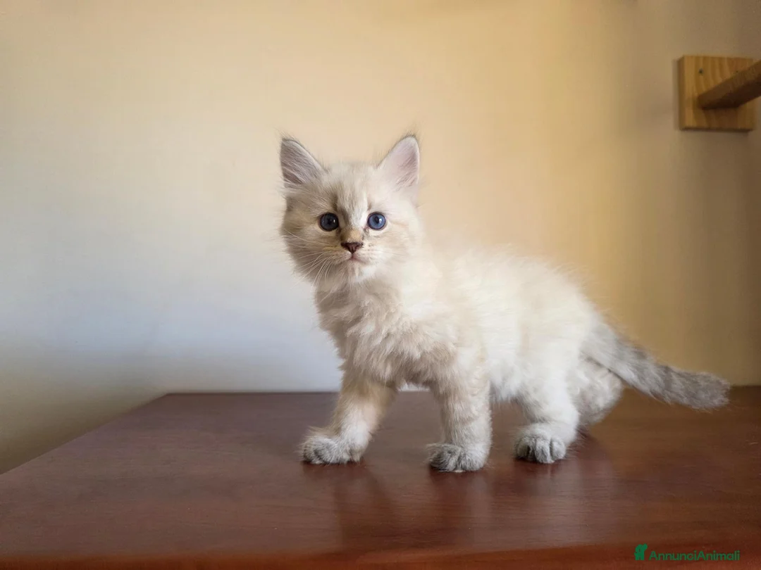 Siberiano gatti in vendita: Cuccioli Neva Masquerade - Annuncio 2