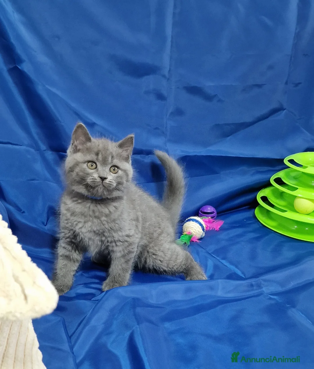 Scottish gatti in vendita: Disponibili cuccioli Scottish fold e straight  - Annuncio 2